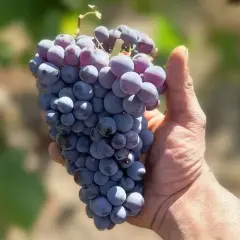 Grappolo di uva nera, perfetta per un vino Cannonau di Sardegna, tenuto in mano.