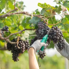 Mani guantate raccolgono grappoli di uva scura durante la vendemmia, con forbici verdi pronte a tagliare.