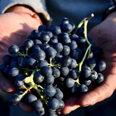 Mani sporche di terra che stringono un grappolo di uva scura, un momento prezioso quando si raccoglie l'uva.