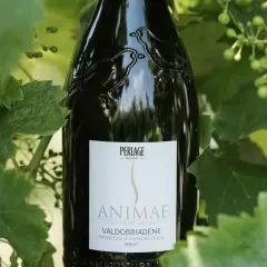 Bottiglia di Valdobbiadene Prosecco Superiore DOCG Brut, un tipo di prosecco, tra le foglie di vite.