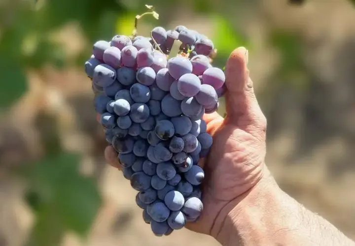 Grappolo di uva nera, perfetta per un vino Cannonau di Sardegna, tenuto in mano.
