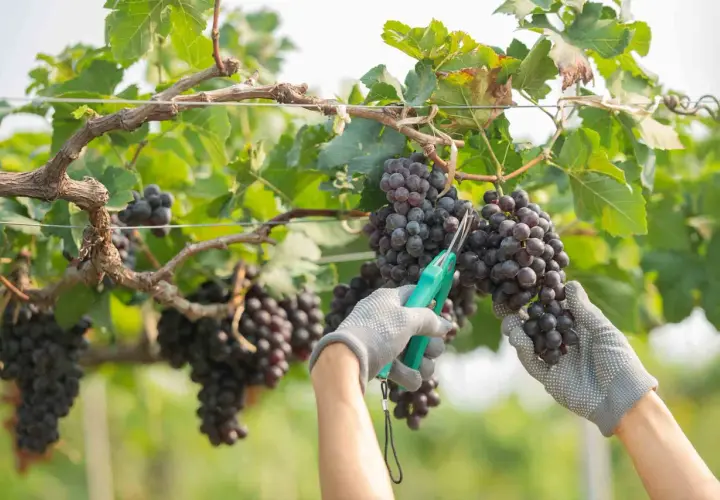 Mani guantate raccolgono grappoli di uva scura durante la vendemmia, con forbici verdi pronte a tagliare.