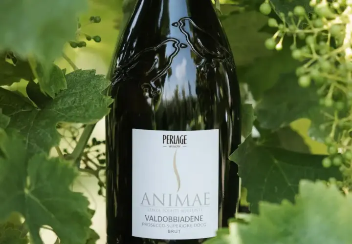 Bottiglia di Valdobbiadene Prosecco Superiore DOCG Brut, un tipo di prosecco, tra le foglie di vite.