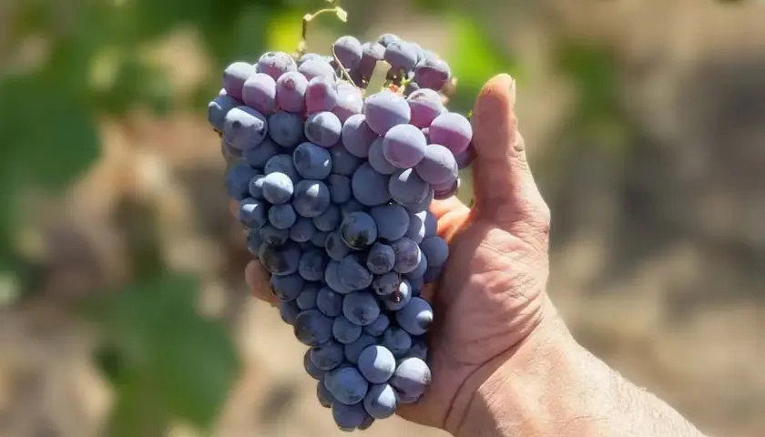 Grappolo di uva nera, perfetta per un vino Cannonau di Sardegna, tenuto in mano.