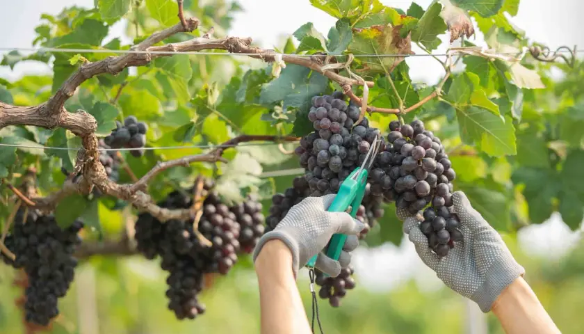 Mani guantate raccolgono grappoli di uva scura durante la vendemmia, con forbici verdi pronte a tagliare.