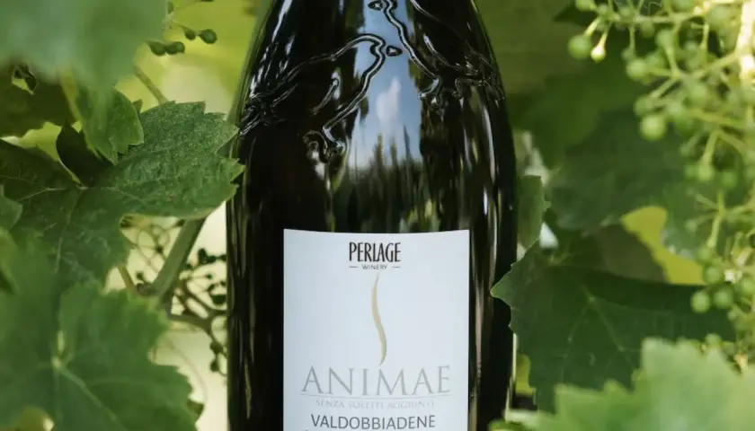 Bottiglia di Valdobbiadene Prosecco Superiore DOCG Brut, un tipo di prosecco, tra le foglie di vite.