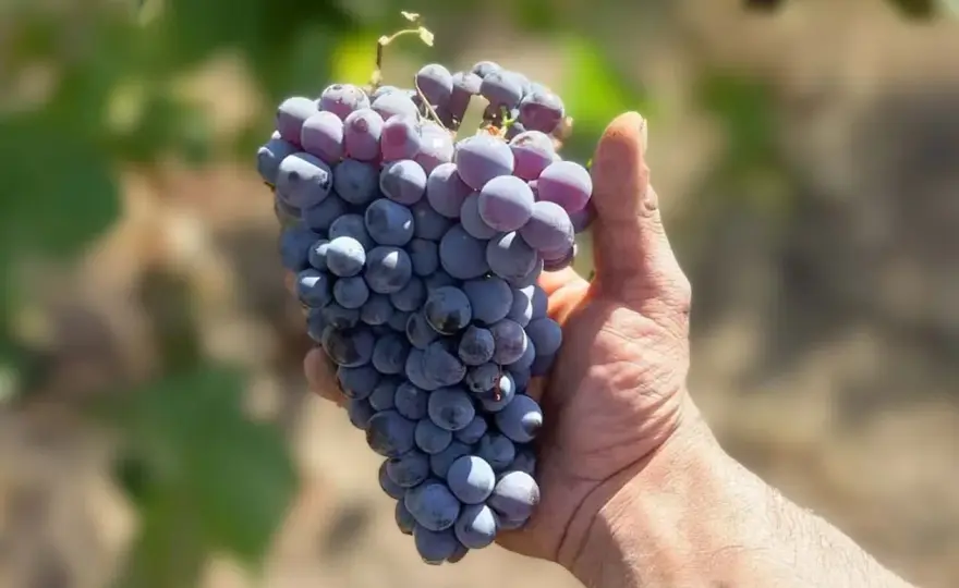 Cannonau di Sardegna, come scegliere la bottiglia giusta