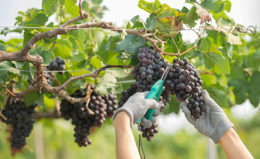Vendemmia dell'uva - quando raccoglierla e come cambia il vino
