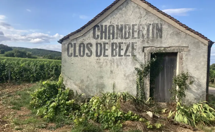 Grand Cru nel vino, cosa significa davvero?