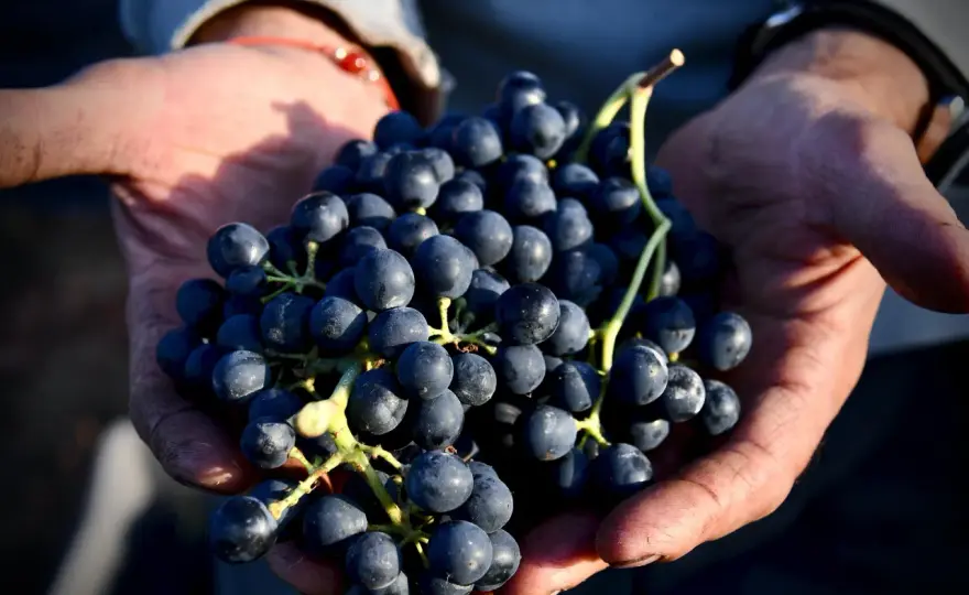 Quando si raccoglie l'uva? Guida al momento della vendemmia