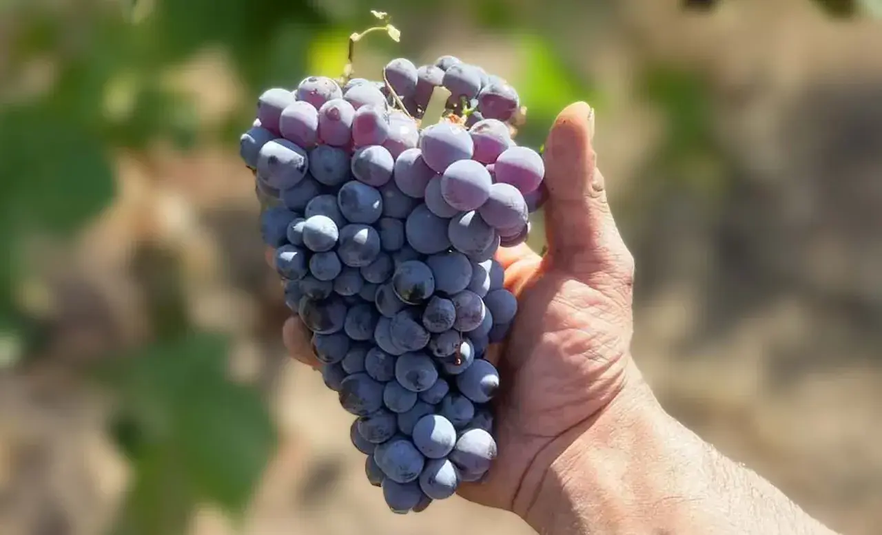 Grappolo di uva nera, perfetta per un vino Cannonau di Sardegna, tenuto in mano.