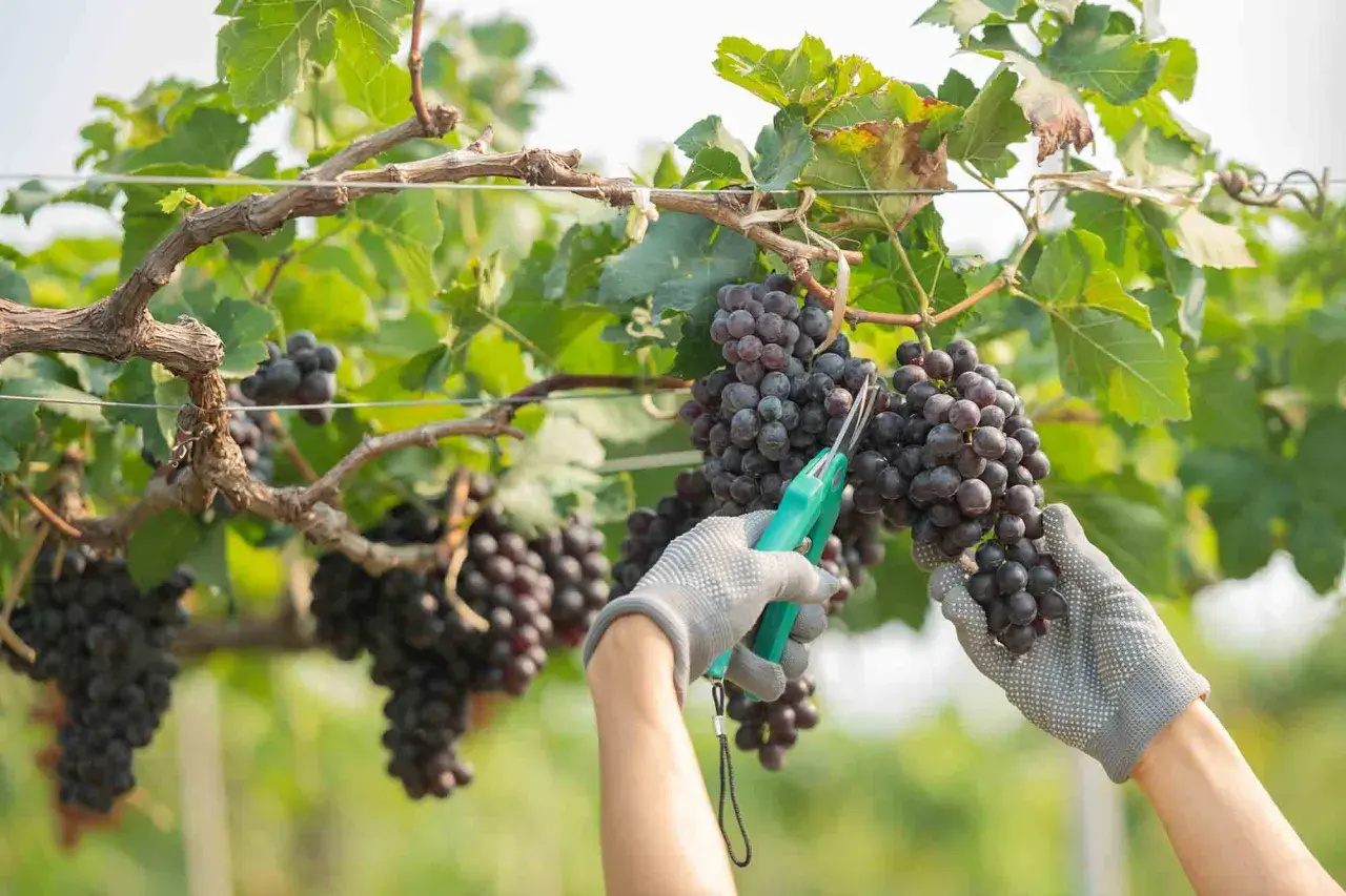 Mani guantate raccolgono grappoli di uva scura durante la vendemmia, con forbici verdi pronte a tagliare.