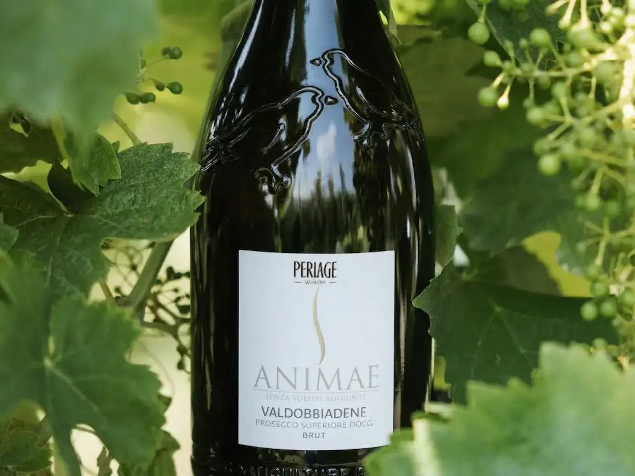 Bottiglia di Valdobbiadene Prosecco Superiore DOCG Brut, un tipo di prosecco, tra le foglie di vite.