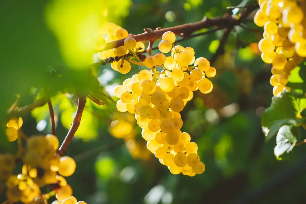 Grappoli dorati di uva Pecorino, pronti per diventare un vino bianco di grande origine e sapore.