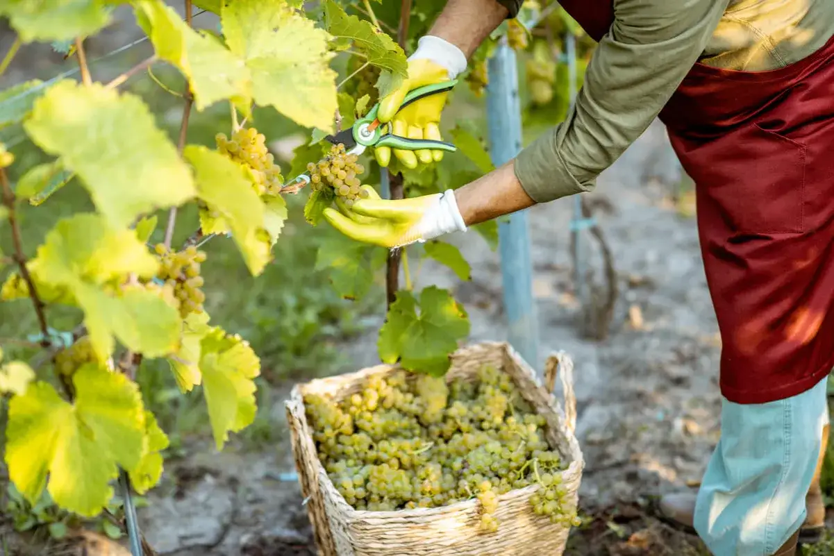 Raccolta uva per vino novello come si fa. Mani guantate tagliano grappoli verdi in un cesto di vimini.