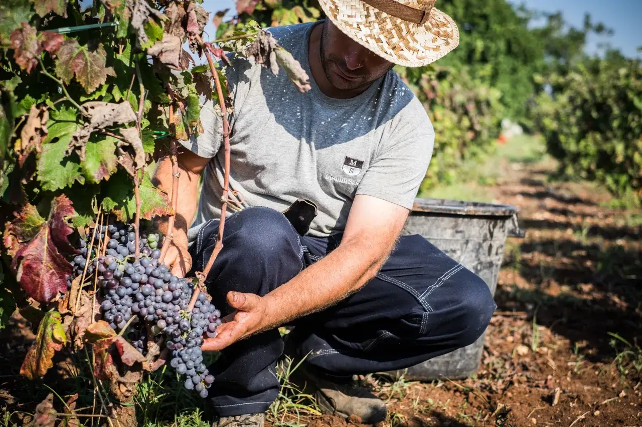 Uomo con cappello di paglia raccoglie grappoli d'uva matura durante la vendemmia.