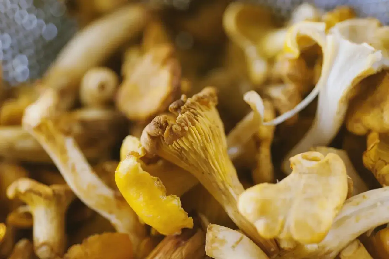 Funghi finferli pronti per essere puliti. Un primo piano mostra i dettagli delle lamelle e dei gambi gialli, perfetti per imparare come pulire i funghi.