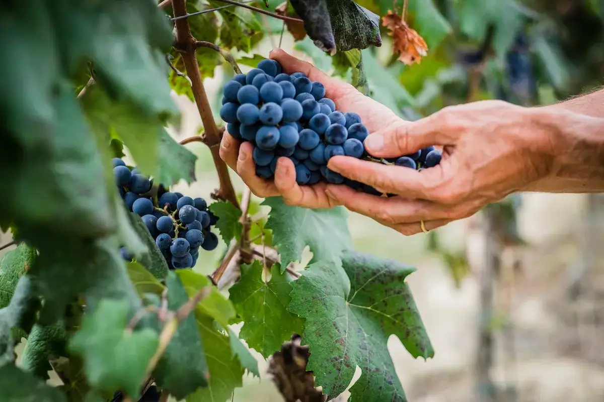 Mani esperte raccolgono un grappolo di uva scura, un momento perfetto quando si raccoglie l'uva.