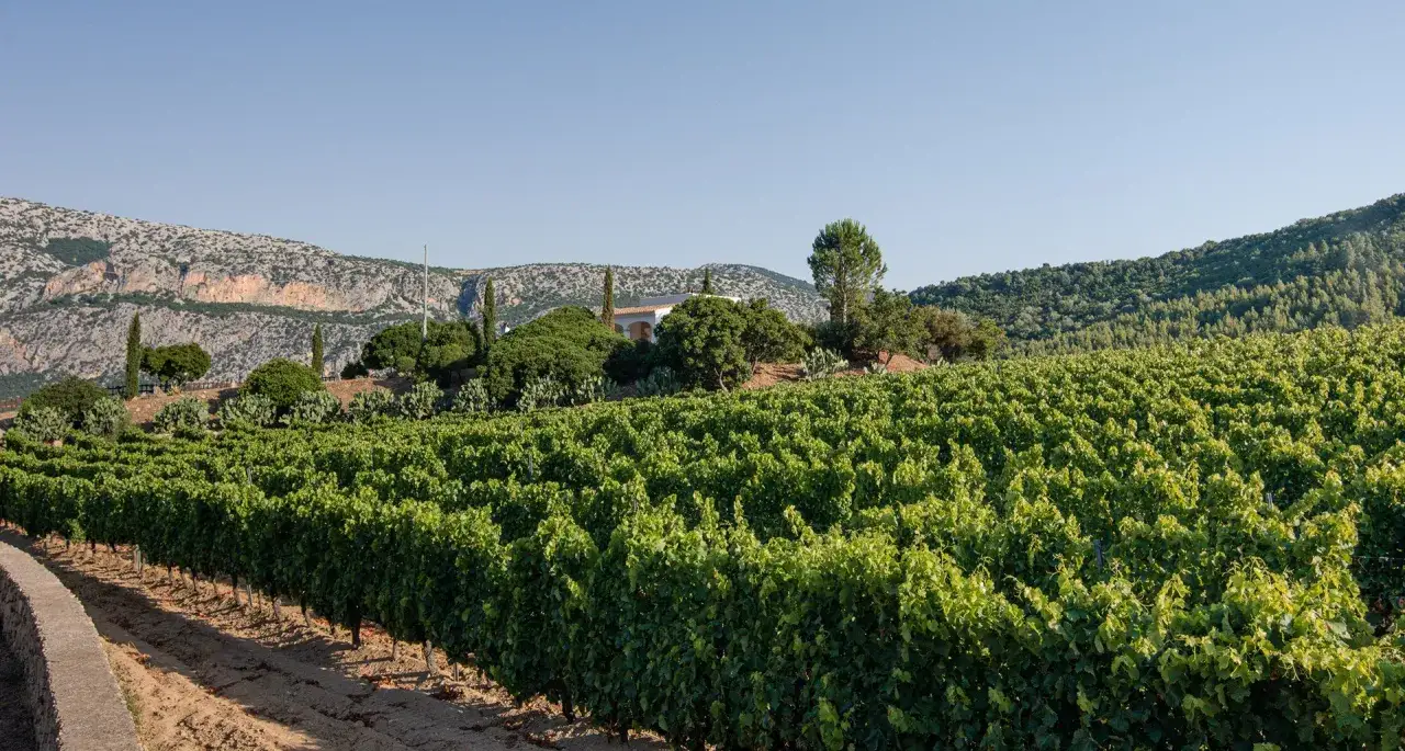 Vigneti rigogliosi sotto un cielo azzurro, con montagne sullo sfondo. Immagina il sapore del Cannonau di Sardegna in questo paesaggio.