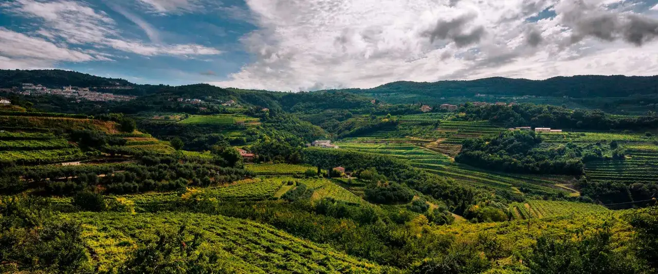 Colline verdi terrazzate, vigneti e uliveti in una regione che evoca l'origine dell'Amarone.